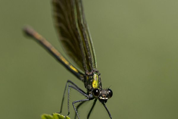 Photos de la faune des Marais du Cassan et de Prentegarde, zone humide prot&eacute;g&eacute;e, situ&eacute;s sur les communes de Lacapelle-Viescamp, Saint-Etienne-Cantal&egrave;s et Saint-Paul-des-Landes dans le Cantal. Photos et droits d'auteur r&eacute;serv&eacute;s : Cantal Photo Club.