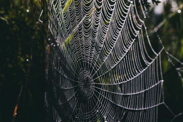 Photos de la faune des Marais du Cassan et de Prentegarde, zone humide protégée, situés sur les communes de Lacapelle-Viescamp, Saint-Etienne-Cantalès et Saint-Paul-des-Landes dans le Cantal. Photos et droits d'auteur réservés : Cantal Photo Club.