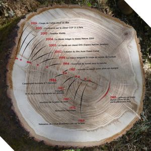 gélivure sur tronc durant l’hiver 85-86, particulièrement froid.