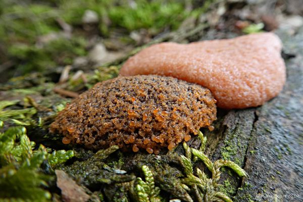 Photos de la flore des Marais du Cassan et de Prentegarde, zone humide protégée, situés sur les communes de Lacapelle-Viescamp, Saint-Etienne-Cantalès et Saint-Paul-des-Landes dans le Cantal. Photos et droits d'auteur réservés : Cantal Photo Club.
