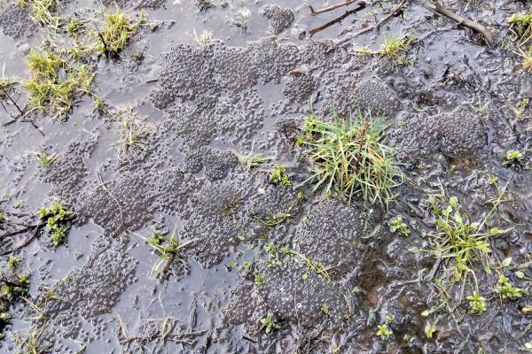 Photo sur le terrain du comité de pilotage du site Natura 2000 « Marais du Cassan et de Prentegarde »