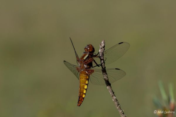 Photos de la faune des Marais du Cassan et de Prentegarde, zone humide prot&eacute;g&eacute;e, situ&eacute;s sur les communes de Lacapelle-Viescamp, Saint-Etienne-Cantal&egrave;s et Saint-Paul-des-Landes dans le Cantal. Photos et droits d'auteur r&eacute;serv&eacute;s : Cantal Photo Club.