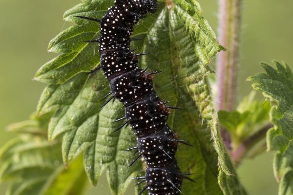 Photos de la faune des Marais du Cassan et de Prentegarde, zone humide prot&eacute;g&eacute;e, situ&eacute;s sur les communes de Lacapelle-Viescamp, Saint-Etienne-Cantal&egrave;s et Saint-Paul-des-Landes dans le Cantal. Photos et droits d'auteur r&eacute;serv&eacute;s : Cantal Photo Club.
