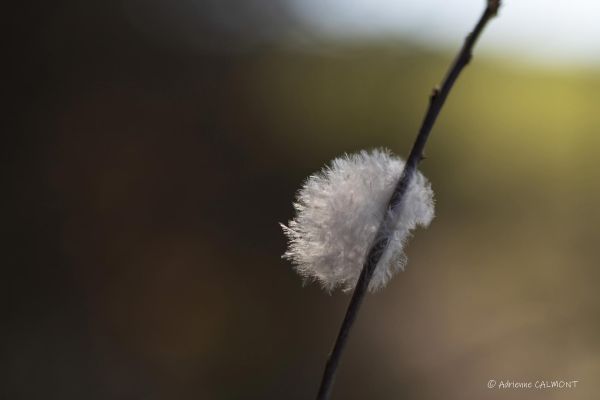 Photos de la flore des Marais du Cassan et de Prentegarde, zone humide prot&eacute;g&eacute;e, situ&eacute;s sur les communes de Lacapelle-Viescamp, Saint-Etienne-Cantal&egrave;s et Saint-Paul-des-Landes dans le Cantal. Photos et droits d'auteur r&eacute;serv&eacute;s : Cantal Photo Club.