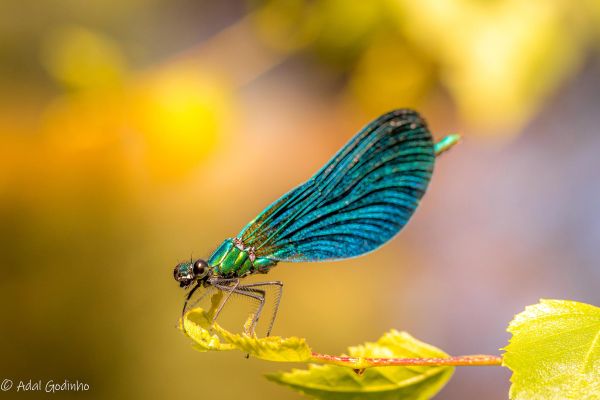 Photos de la faune des Marais du Cassan et de Prentegarde, zone humide prot&eacute;g&eacute;e, situ&eacute;s sur les communes de Lacapelle-Viescamp, Saint-Etienne-Cantal&egrave;s et Saint-Paul-des-Landes dans le Cantal. Photos et droits d'auteur r&eacute;serv&eacute;s : Cantal Photo Club.