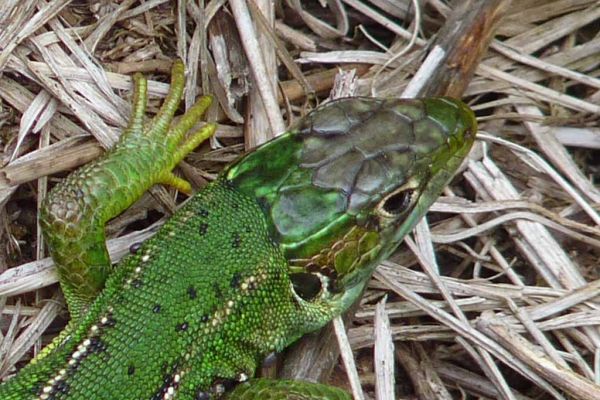 8 esp&egrave;ces de reptiles ont &eacute;t&eacute; inventori&eacute;s  au Marais du Cassan et de Prentegarde