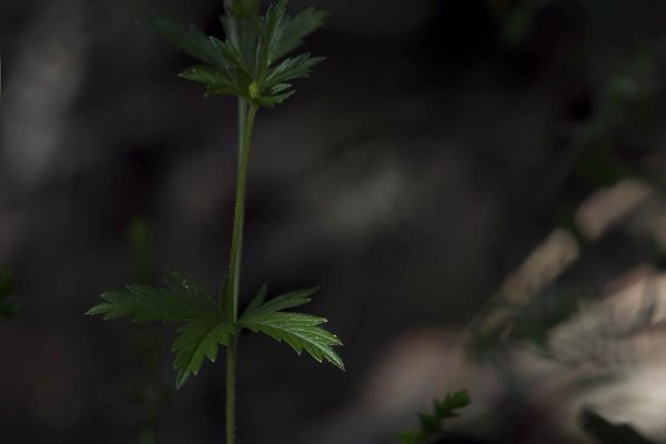 Photos de la flore des Marais du Cassan et de Prentegarde, zone humide prot&eacute;g&eacute;e, situ&eacute;s sur les communes de Lacapelle-Viescamp, Saint-Etienne-Cantal&egrave;s et Saint-Paul-des-Landes dans le Cantal. Photos et droits d'auteur r&eacute;serv&eacute;s : Cantal Photo Club.