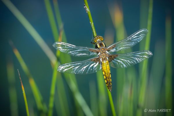 Photos de la faune des Marais du Cassan et de Prentegarde, zone humide prot&eacute;g&eacute;e, situ&eacute;s sur les communes de Lacapelle-Viescamp, Saint-Etienne-Cantal&egrave;s et Saint-Paul-des-Landes dans le Cantal. Photos et droits d'auteur r&eacute;serv&eacute;s : Cantal Photo Club.
