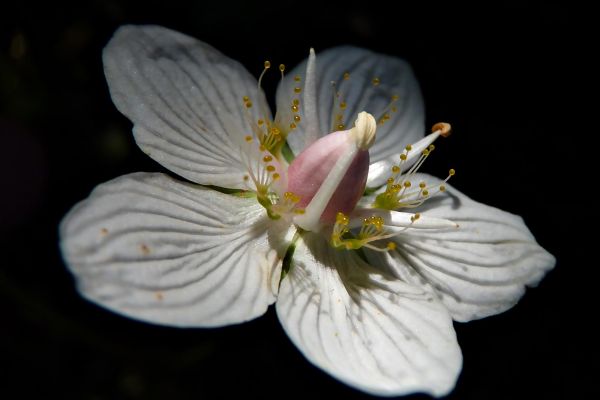 Photos de la flore des Marais du Cassan et de Prentegarde, zone humide prot&eacute;g&eacute;e, situ&eacute;s sur les communes de Lacapelle-Viescamp, Saint-Etienne-Cantal&egrave;s et Saint-Paul-des-Landes dans le Cantal. Photos et droits d'auteur r&eacute;serv&eacute;s : Cantal Photo Club.