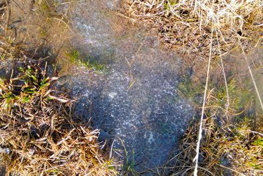 Ponte de grenouilles rousses dans le marais