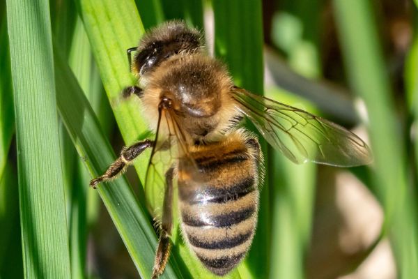 Photos du rucher p&eacute;dagogique situ&eacute; aux Marais du Cassan et de Prentegarde dans le Cantal. 