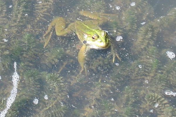 Il existe 9 esp&egrave;ces d&rsquo;amphibiens au Marais du Cassan et de Prentegarde