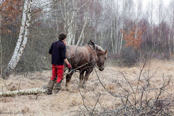 Photos de la faune des Marais du Cassan et de Prentegarde, zone humide prot&eacute;g&eacute;e, situ&eacute;s sur les communes de Lacapelle-Viescamp, Saint-Etienne-Cantal&egrave;s et Saint-Paul-des-Landes dans le Cantal. Photos et droits d'auteur r&eacute;serv&eacute;s : Cantal Photo Club.
