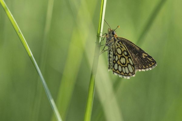 Photos de la faune des Marais du Cassan et de Prentegarde, zone humide prot&eacute;g&eacute;e, situ&eacute;s sur les communes de Lacapelle-Viescamp, Saint-Etienne-Cantal&egrave;s et Saint-Paul-des-Landes dans le Cantal. Photos et droits d'auteur r&eacute;serv&eacute;s : Cantal Photo Club.
