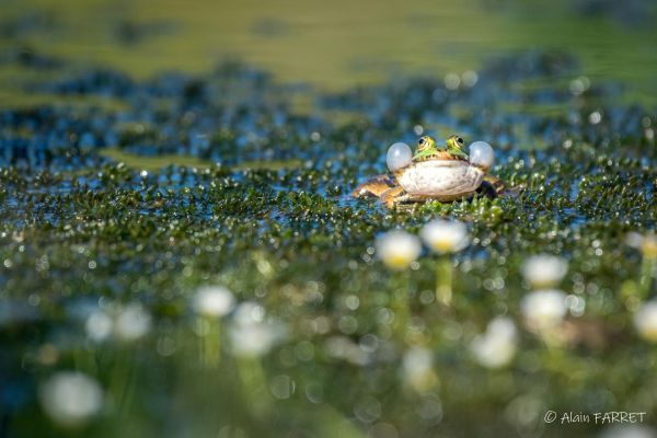 Photos de la faune des Marais du Cassan et de Prentegarde, zone humide prot&eacute;g&eacute;e, situ&eacute;s sur les communes de Lacapelle-Viescamp, Saint-Etienne-Cantal&egrave;s et Saint-Paul-des-Landes dans le Cantal. Photos et droits d'auteur r&eacute;serv&eacute;s : Cantal Photo Club.