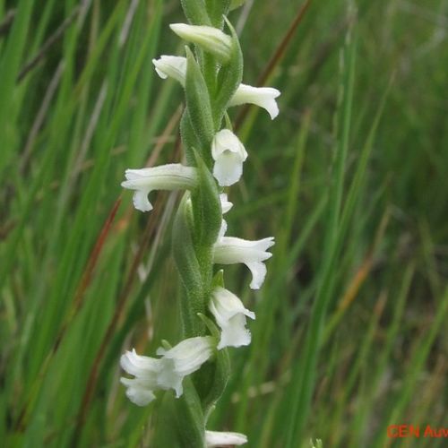 Spiranthe d&rsquo;&eacute;t&eacute; (Spiranthes aestivalis) - Marais du Cassan et de Prentegarde