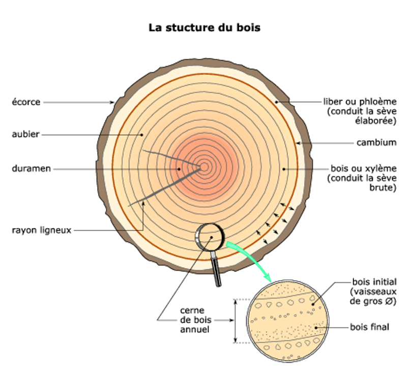 Sur une coupe de bois transversale, on distingue une partie centrale sombre, appelée le duramen.